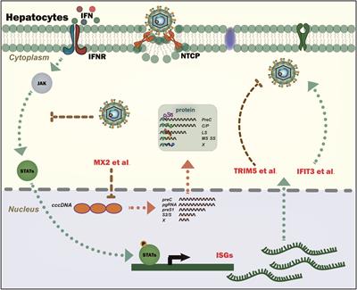 Editorial: Interferon and its <mark class="highlighted">antiviral effect</mark> in response to HBV infection